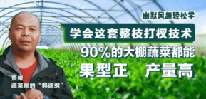 90%的大棚蔬菜都能国型正 产量高